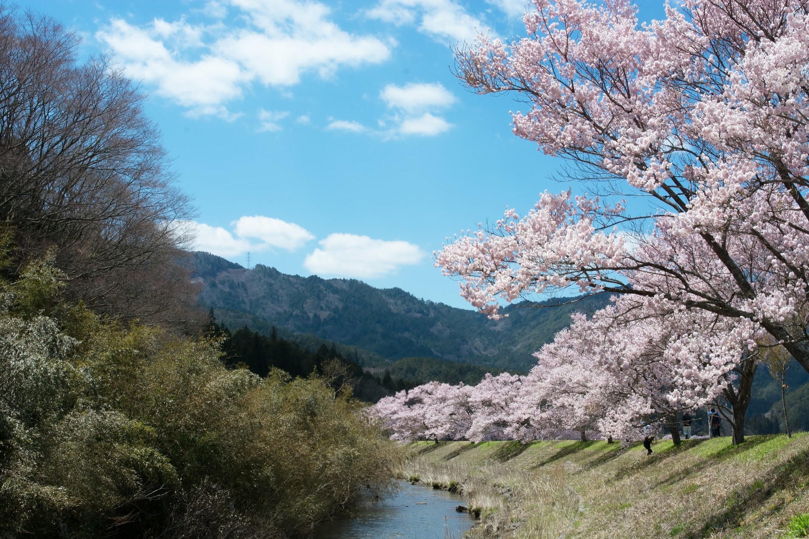 桜と川の風景